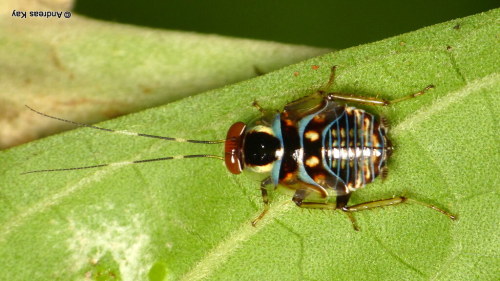 onenicebugperday:Pretty cockroaches!Photos 1-4 by Andreas Kay5-6 by Art Anker - Shared wit