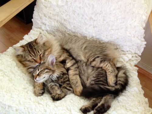 awwww-cute:Father and son in their favorite chair (Source: http://ift.tt/1Q05liQ)