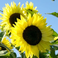 sixpenceee:  This sunflower is known as the lemon queen. 