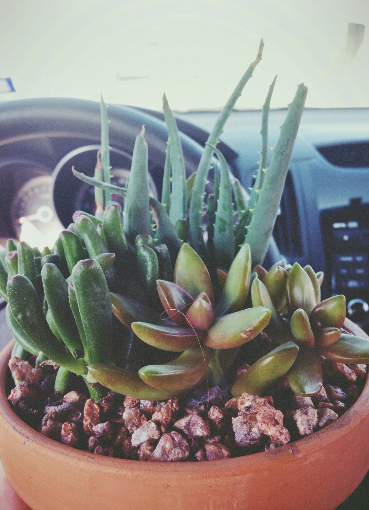 beefycurtains:  Bought weed to celebrate 4/20