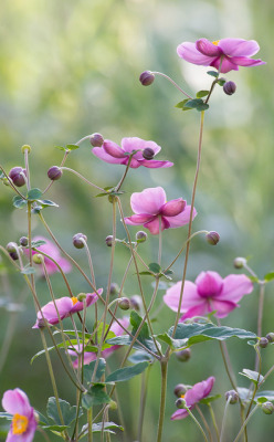 kendradaycrockett:  Anemones by rvtn on Flickr. @kendrasmiles4u 