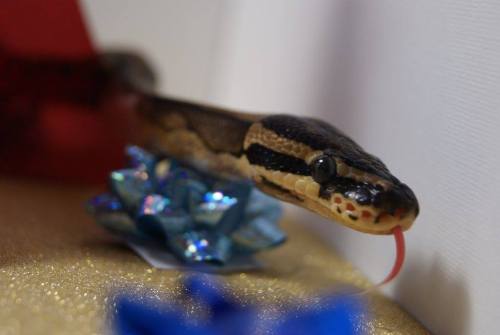 daedricsnakes:Happy Snolidays from Sithis, Vaermina, and Akatosh! May you have a very merry season :