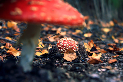 thedruidsteaparty:  Raise of the Mushrooms by ~FlorentCourty 