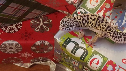 Christmas geckos, except Sprint because she wouldn’t stay still.