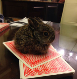 awwww-cute:  There’s a little hare on the