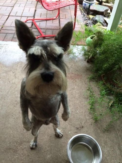 If Chetney Gets Bit This Is All I Can Picture His Werewolf Form Looking Like