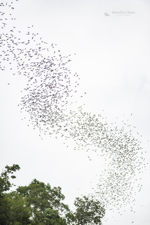 smallest-feeblest-boggart:wenbochenphoto:Bats leaving their cave at dusk, millions of them. (Thailan