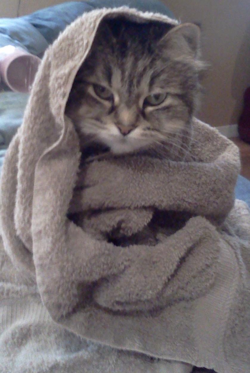 catsbeaversandducks:  May The Force Be With These 10 Jedi Khajiits “If you have