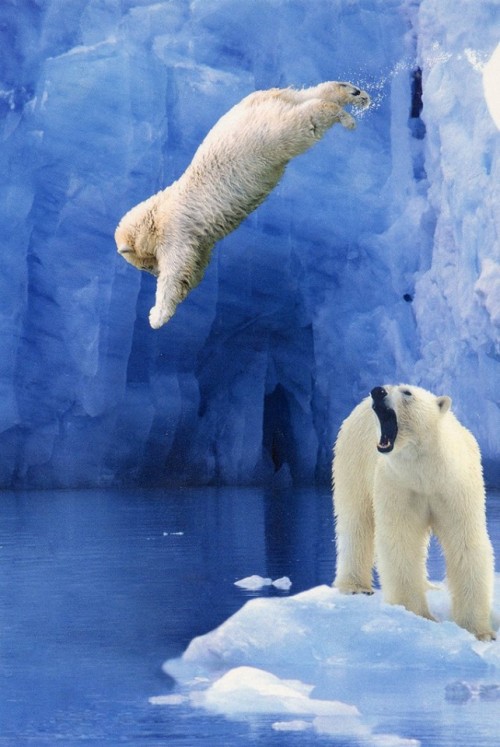 A polar bear cub takes a graceful dive while mom looks on. What an awesome shot!