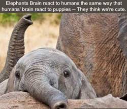 the-queen-poetico: My life has had no greater joy than knowing elephants think I’m cute 