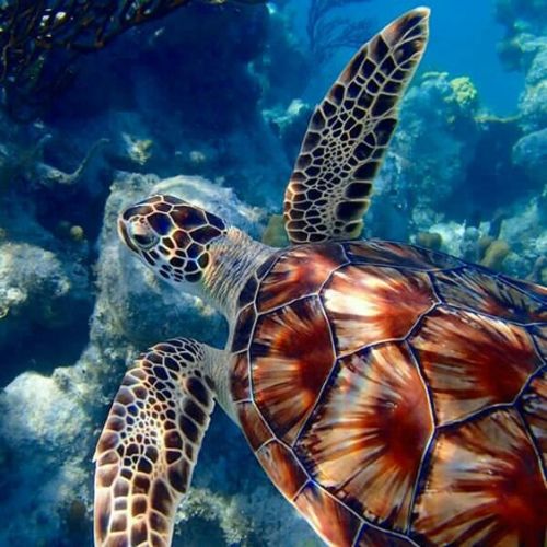 aww-so-pretty:  Turtles are life