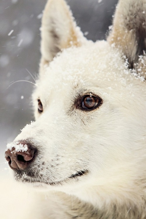 wolverxne:Alaskan Husky | by: [miss_n_arrow]