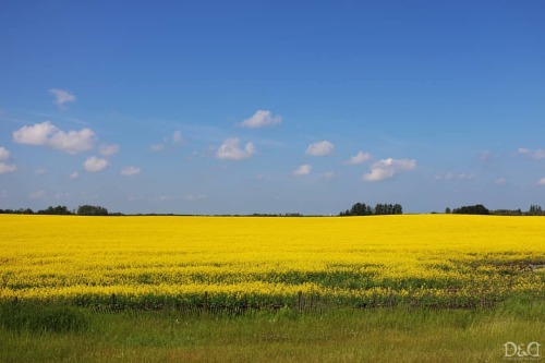 “Canola Field 4”Taken with Canon T6ILocation: Highway 2, Alberta, CanadaTaken: Summer 20