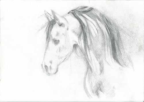 Наброски лошадей. Год 2008. Sketches of horses. Year of 2008.