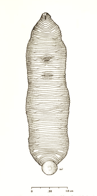 nemfrog:Macrobdella sesertia, a leech specimen found in Cambridge, Mass. North American freshwa