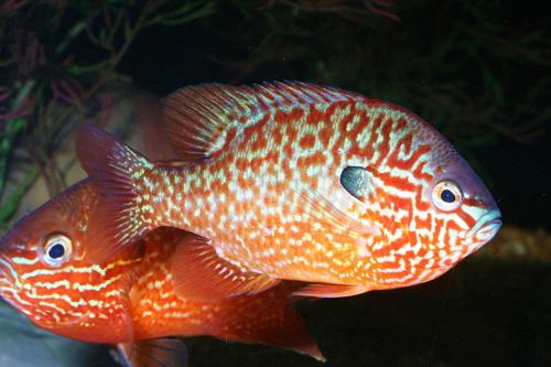 North American Native Fishtanks — thenativetank: Sunfish of the