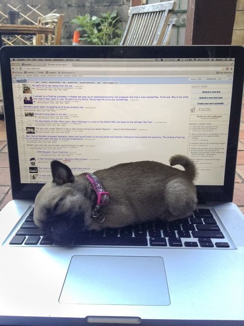 thefingerfuckingfemalefury: thecutestofthecute: 10 Animals that will help you get through finals wee