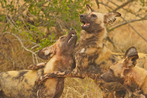 playing African Wild Dogs (endangered), Kruger NP, South Africa by cirdantravelsVia Flickr:lycaon pi