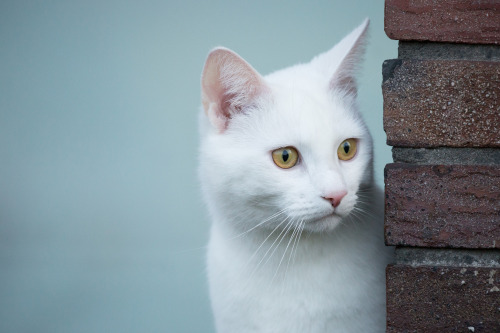 Fluffy white cat with blue eyes