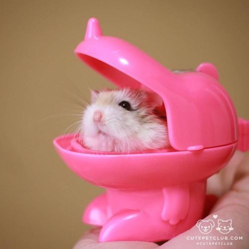 cutepetclub:  From @tebiti_mabuyer: “Roborovskii hamster living in Tokyo” #cutepetclub [source: http://ift.tt/2aK0cQU ]