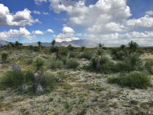 A large stand of Soaptree Yuccas (Yucca elata) growing on stabilized dunes near Dos Cabezas Peaks, C