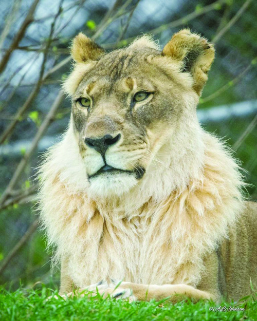 ainawgsd:Though uncommon, maned lionesses have been regularly sighted in the Mombo area of Botswana‘