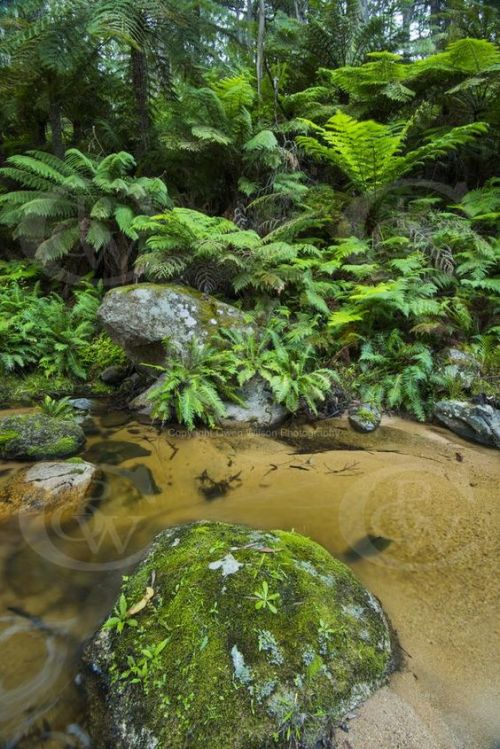 oceaniatropics:  Southeast Forest National Park, New South Wales, Australia