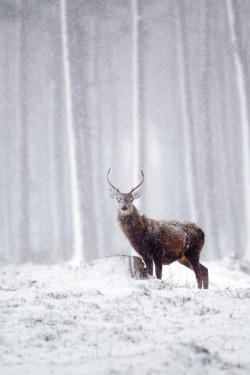 wonderous-world:  Scottish Winter by John Betts