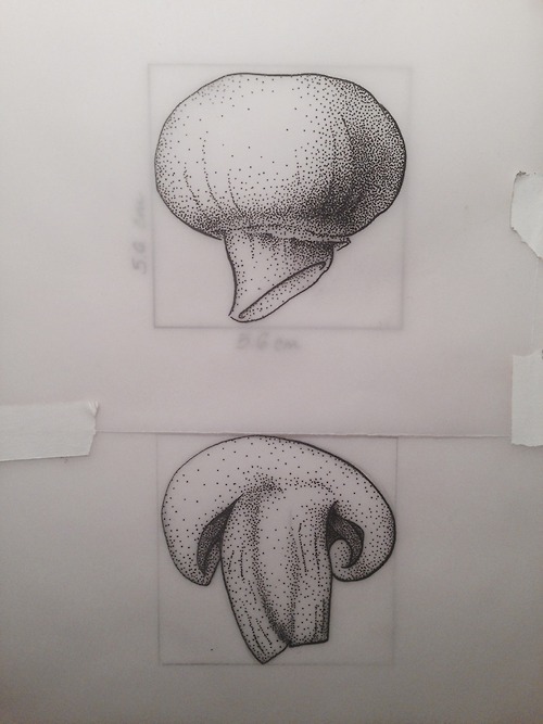 Mushroom from my Pen and Ink II class.