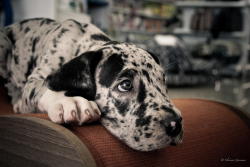 handsomedogs:   Dogue Alemão / / Clecienne     