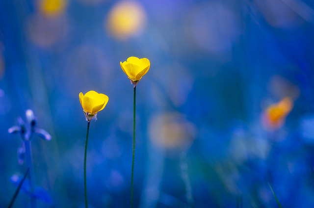 L'amour est bleu by Pham Duy Tuan on Flickr. | pretty little flower