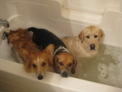 Awwww-Cute:  Three Different Reactions To Bath Time 