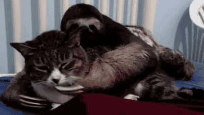 gif-tv:  http://gif-tv.tumblr.com/  shhh. shhh. just take it cat…