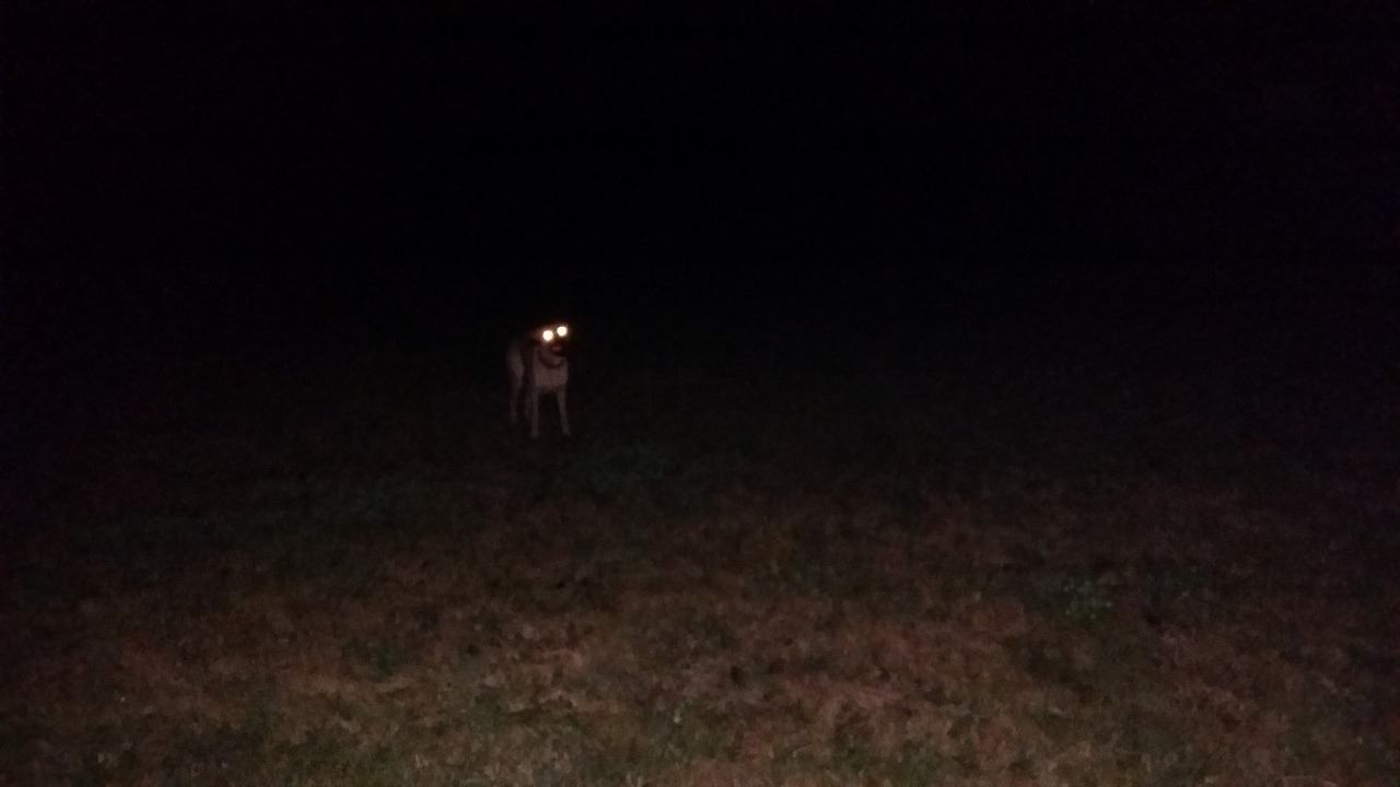 starfleetrambo:cryptid found