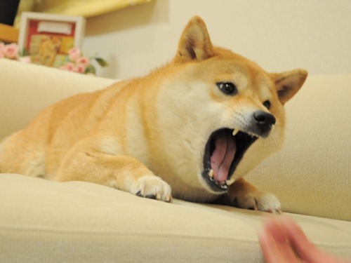 shibe-doge: vaginal-erection:  idkitstommy:  aww  the picture that started a war  This is a part of 