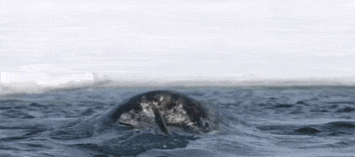 blondebrainpower:A Narwhal’s tusk is actually