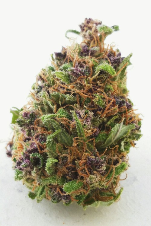 colombria:  Purple Headband 