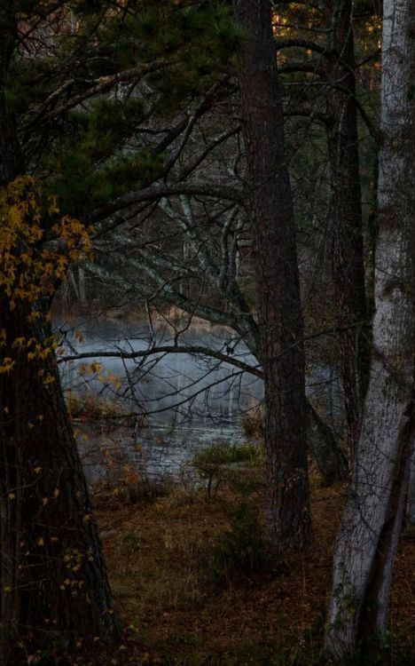 unwrittennature: Frodo’s forest Begoña Garcia