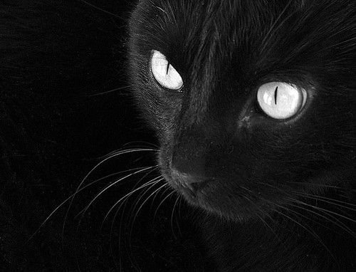 dannielkan:  Cats…everybody love cats! 