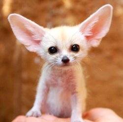 babyanimalgifs:  Fennec foxes are the cutest