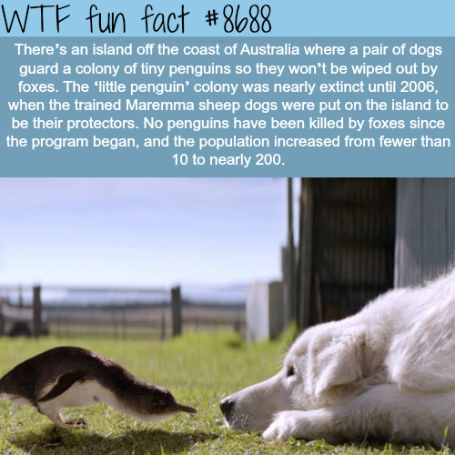 segasister:systlin:wtf-fun-factss:These dogs helped protect a colony of penguins - WTF fun factsLook