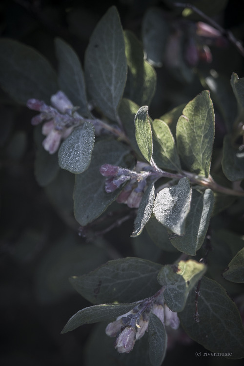 Snowberry buds in morning dew-light&copy; riverwindphotography