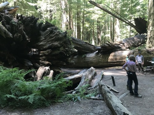 flora-file:Fallen Trees (by flora-file)Redwood Rootballs at Founder’s Grove, Humboldt