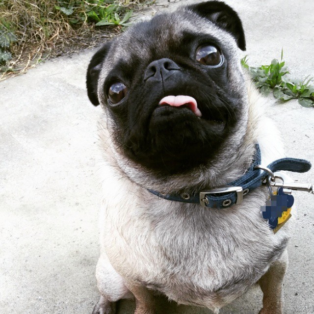 Awesome Pugs