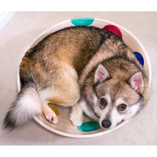 kobikleekai:I am not a mini husky, I am an Alaskan Klee Kai!http://alaskankleekai101.com/mini-husky/