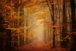 radivs:  Autumn, Deafness, &amp; Heavy by Nelleke Pieters | Website | Facebook 