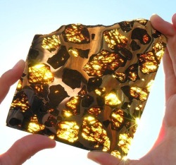 fuckyeahcrystals:  The Fukang Meteorite. This piece shows off the meteorite’s characteristic large pieces of peridot ((Mg,Fe)2SiO4) suspended in a metallic nickel-iron matrix. 