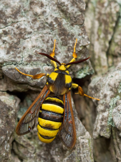 onenicebugperday: Hornet moth, Sesia apiformis, Sesiidae  Native to Europe and the Middle East, the 