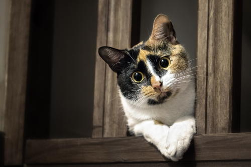 mel-cat:(via 500px / Dakota by Fred Poirieux)
