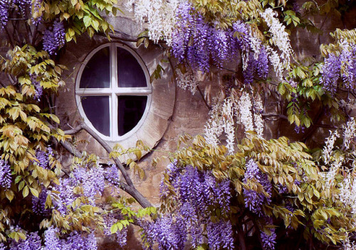 anthropologyarda: afaerytalelife: Wisteria Window in Oxfordshire, by Andrew Morris. Hobbit architect